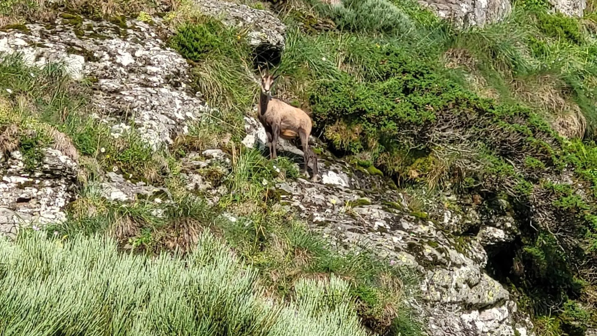Residence Recente Au Lioran A Proximite Des Remontees Mecaniques Laveissière Lägenhet